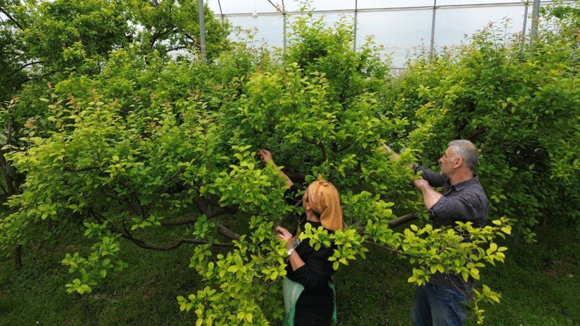 Türkiye’nin En Bereketli Topraklarında Hasat Başladı! Kilosu 500 Liradan Satılıyor - Resim: 3