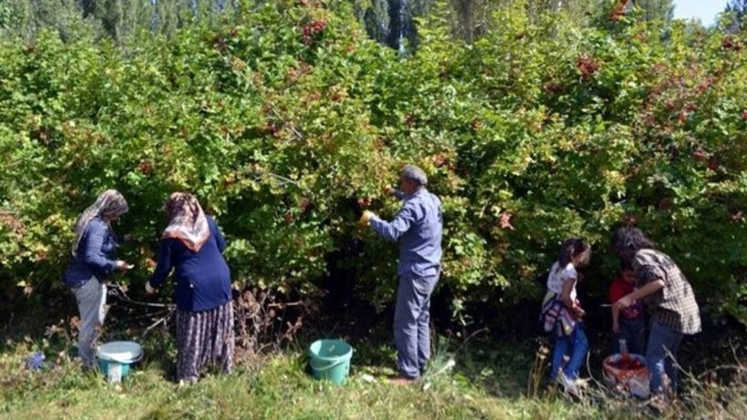 Ağrı Kesici İlaçlardan 100 Kat Daha Etkili! Tüm Dünya Almak İçin Sırada Bekliyor ama Bir Tek Kayseri'de Yetişiyor - Resim: 1