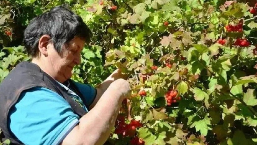 Ağrı Kesici İlaçlardan 100 Kat Daha Etkili! Tüm Dünya Almak İçin Sırada Bekliyor ama Bir Tek Kayseri'de Yetişiyor - Resim: 2