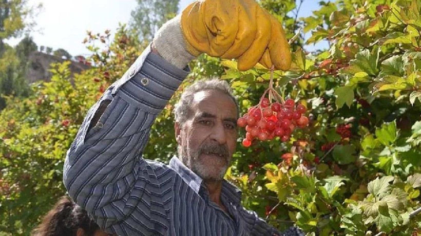 Ağrı Kesici İlaçlardan 100 Kat Daha Etkili! Tüm Dünya Almak İçin Sırada Bekliyor ama Bir Tek Kayseri'de Yetişiyor - Resim: 5
