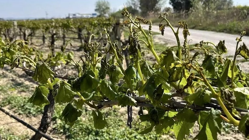 Çiftçi-Sen'den Bakanlıklara 'Manisa' Çıkışı: 'Bu Konuda Ses Çıkmıyor' - Resim : 2