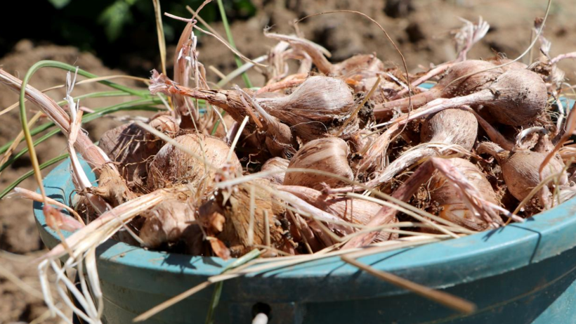 En Kokulu Hasat Başladı! Kilosu 15 Liraya Satılıyor: Doğal Antioksidan Kaynağı, Yiyen Hastalık Yüzü Görmüyor - Resim: 3