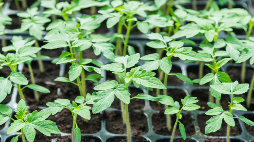 O Sebzenin Yanına Ekilince Hasadı İki Katına Çıkarıyor! Yapan Köşeyi Dönüyor, Paraya Para Demiyor - Resim: 3