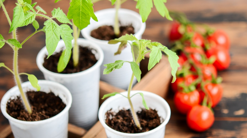 O Sebzenin Yanına Ekilince Hasadı İki Katına Çıkarıyor! Yapan Köşeyi Dönüyor, Paraya Para Demiyor - Resim: 4