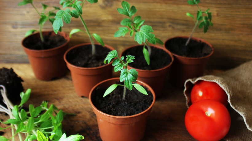 O Sebzenin Yanına Ekilince Hasadı İki Katına Çıkarıyor! Yapan Köşeyi Dönüyor, Paraya Para Demiyor - Resim: 5