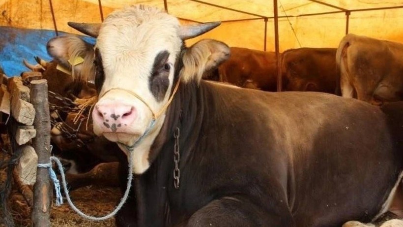 2025 Kurban Bayramı'nda Kurbanlık Alacaklar Dikkat! En Ucuz Kurbanlıklar Bu Şehirlerde - Resim: 4