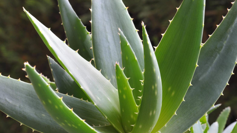 Her Pencere Kenarında, 3 Bin Yıllık Şifa Kaynağı! Yaşlanmayı Tarihe Karıştırıyor - Resim : 1