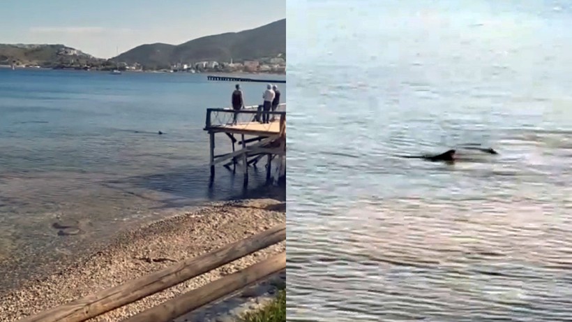 Önce Antalya Sonra Muğla, İki İlde Birden Alarm… Görenlerin Kanı Dondu - Resim : 2