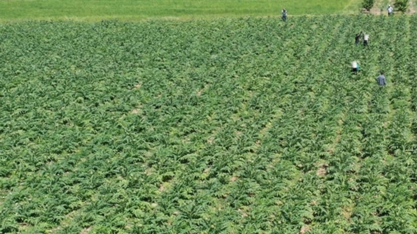 Turistik Bölgede Hasat Başladı! Ata Tohumdan Üretildi, Rekor Verim Elde Edildi - Resim: 1