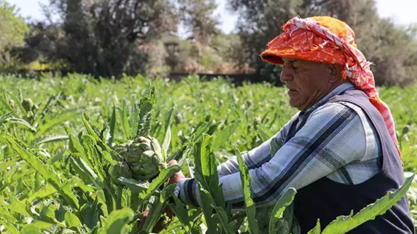 Turistik Bölgede Hasat Başladı! Ata Tohumdan Üretildi, Rekor Verim Elde Edildi - Resim: 2