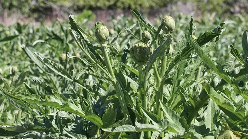 Turistik Bölgede Hasat Başladı! Ata Tohumdan Üretildi, Rekor Verim Elde Edildi - Resim: 4