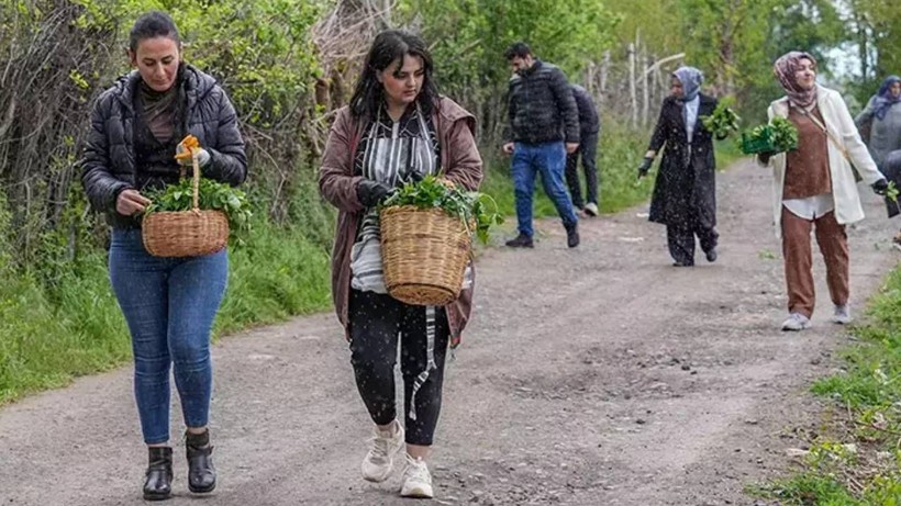 Duyan Sepetini Aldı Hevsel Bahçeleri’ne Koştu! Binbir Şifalı Hasat Başladı - Resim: 1
