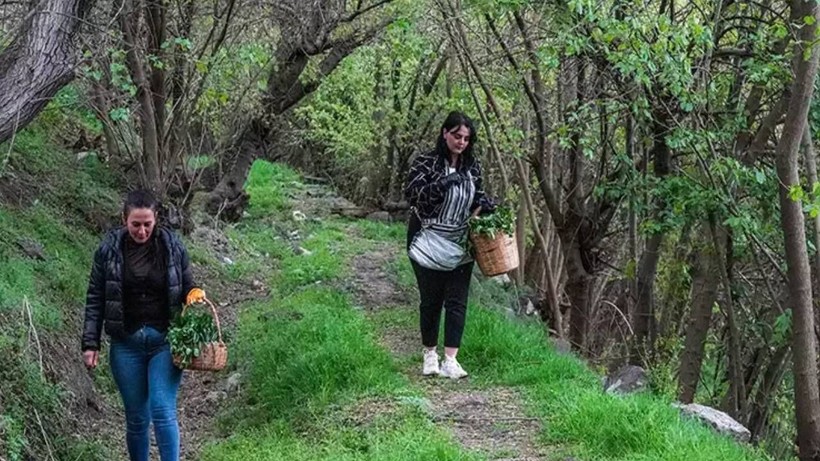 Duyan Sepetini Aldı Hevsel Bahçeleri’ne Koştu! Binbir Şifalı Hasat Başladı - Resim: 2