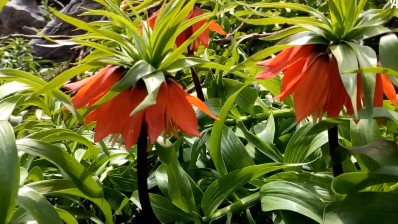 Yalnızca 30 Gün Yaşayabiliyor, Jandarma Nöbet Tutuyor: Dokunana 244 Bin Lira Ceza Kesiliyor - Resim : 1