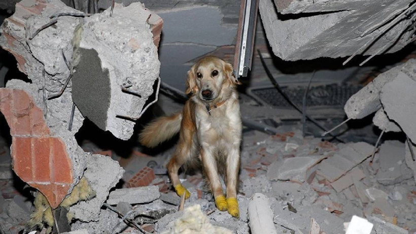 Doğal Deprem Alarmı: Depremi 3 Gün Öncesinden Hissediyor! Bilim İnsanları Bu Hayvana Odaklandı - Resim: 4