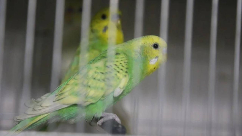 Doğal Deprem Alarmı: Depremi 3 Gün Öncesinden Hissediyor! Bilim İnsanları Bu Hayvana Odaklandı - Resim: 6