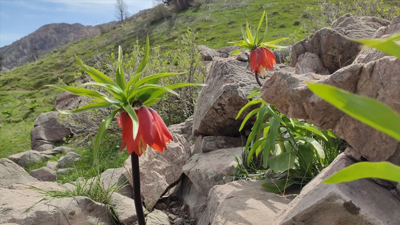 Yalnızca 30 Gün Yaşayabiliyor, Jandarma Nöbet Tutuyor: Dokunana 244 Bin Lira Ceza Kesiliyor - Resim : 2