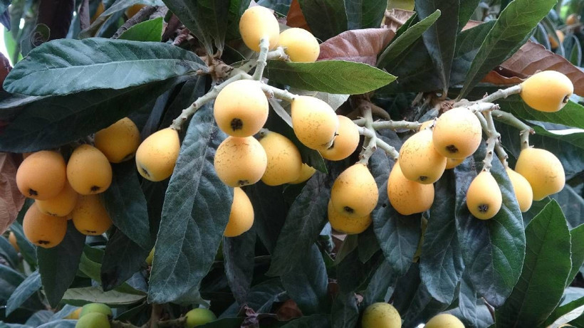 Yılın En Değerli Ürününde Hasat Başladı: Masrafsız Ürün Rekor Fiyata Satılıyor - Resim: 5