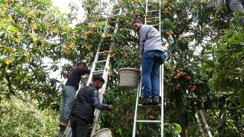 Yılın En Değerli Ürününde Hasat Başladı: Masrafsız Ürün Rekor Fiyata Satılıyor - Resim: 6