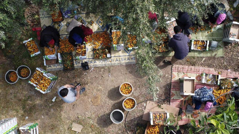 Yılın En Değerli Ürününde Hasat Başladı: Masrafsız Ürün Rekor Fiyata Satılıyor - Resim: 1