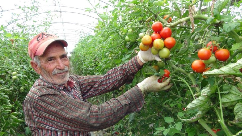 Hasatta Son Dönemeçe Girildi: Soğuğa Direndi, Tezgahta Yerini Aldı! Şimdi Bereket Zamanı - Resim: 4