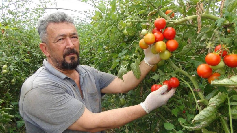 Hasatta Son Dönemeçe Girildi: Soğuğa Direndi, Tezgahta Yerini Aldı! Şimdi Bereket Zamanı - Resim: 3