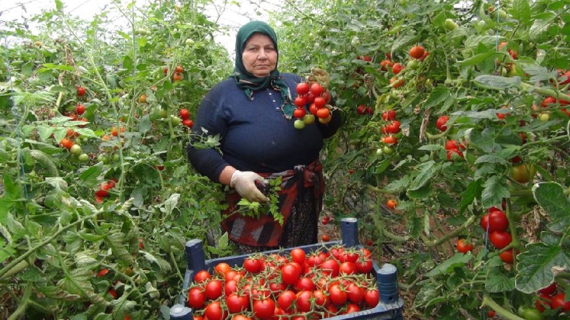 Hasatta Son Dönemeçe Girildi: Soğuğa Direndi, Tezgahta Yerini Aldı! Şimdi Bereket Zamanı - Resim: 2