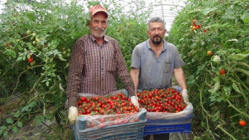 Hasatta Son Dönemeçe Girildi: Soğuğa Direndi, Tezgahta Yerini Aldı! Şimdi Bereket Zamanı - Resim: 1