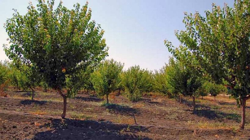 Fiyatlar Uçtu, 1 Hafta İçinde 4 Kat Zam Geldi! Artık Marketlerde Değil, Taneyle Eczanelerde Satılacak - Resim: 2
