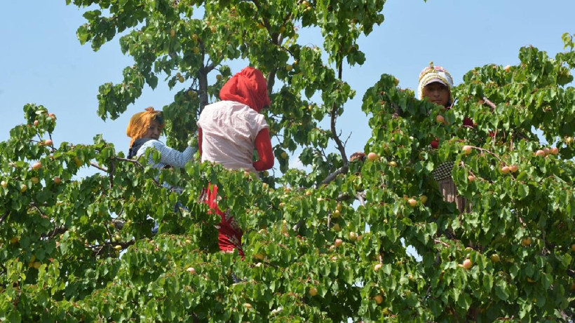 Fiyatlar Uçtu, 1 Hafta İçinde 4 Kat Zam Geldi! Artık Marketlerde Değil, Taneyle Eczanelerde Satılacak - Resim: 1