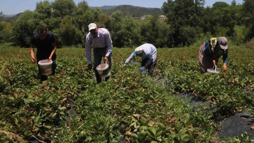 Örtü Altı Hasat Başladı! 1 Milyon 200 Bin Tonluk Rekor Kırıldı - Resim: 1