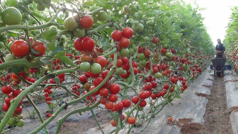 Örtü Altı Hasat Başladı! 1 Milyon 200 Bin Tonluk Rekor Kırıldı - Resim: 2