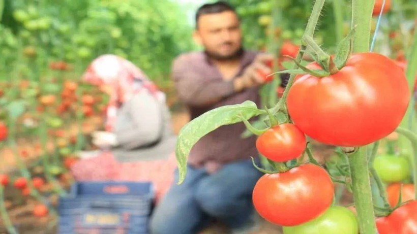 Örtü Altı Hasat Başladı! 1 Milyon 200 Bin Tonluk Rekor Kırıldı - Resim: 3