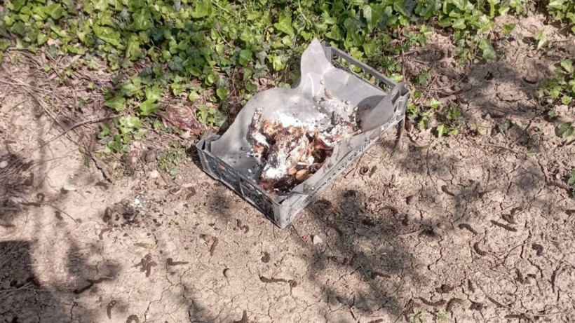 Hayvanlara Eziyet Bitmiyor! Sakarya ve Antalya'dan Dehşete Düşüren Görüntüler - Resim : 2