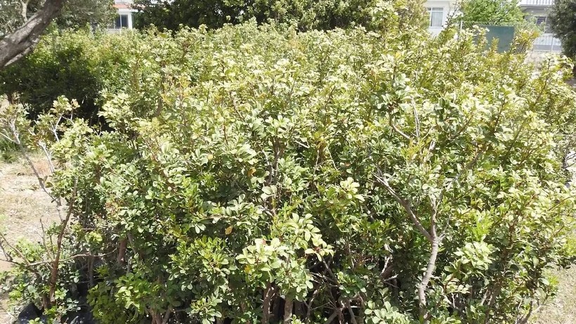 Yunanlılar 'Sahte' Dedi, Türkler 'Anavatanı Burası' Dedi: Değeri Tam 15 Bin TL'yi Aştı - Resim: 1
