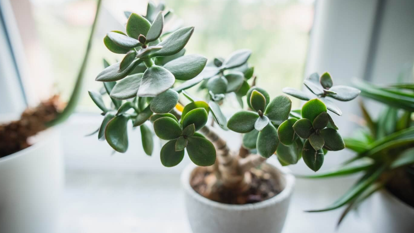 Bu Çiçek Mutluluğu ve Parayı Mıknatıs Gibi Çekiyor! Zenginler Evlerinin Özellike O Bölgesine Koyuyor - Resim : 1
