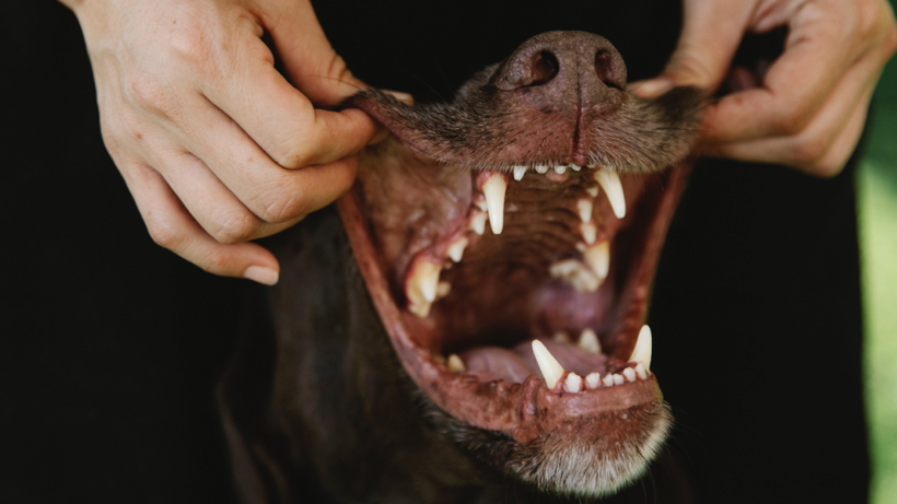 Burnu İyi Koku Alana Saatlik 1.000 TL Veriliyor: Kısa Sürede Talepler Patladı - Resim : 1