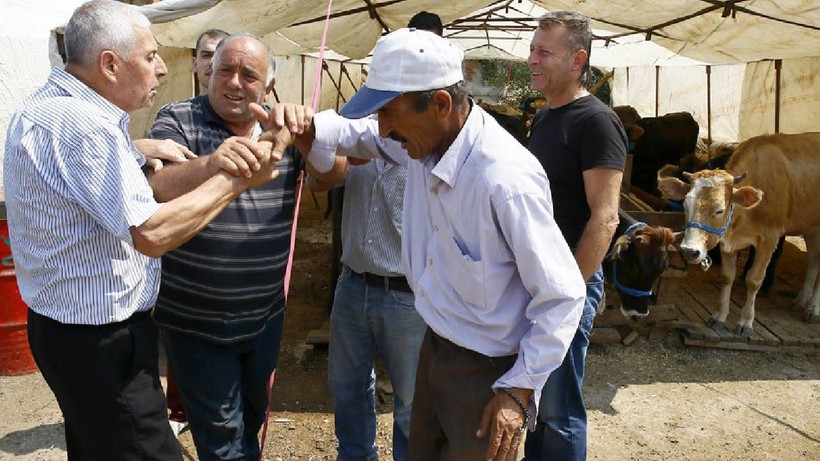 İyi Kurbanlık Nasıl Seçilir? Hayvanın Etli mi Yoksa Yağlı mı Olduğu Böyle Belli Oluyor - Resim: 3