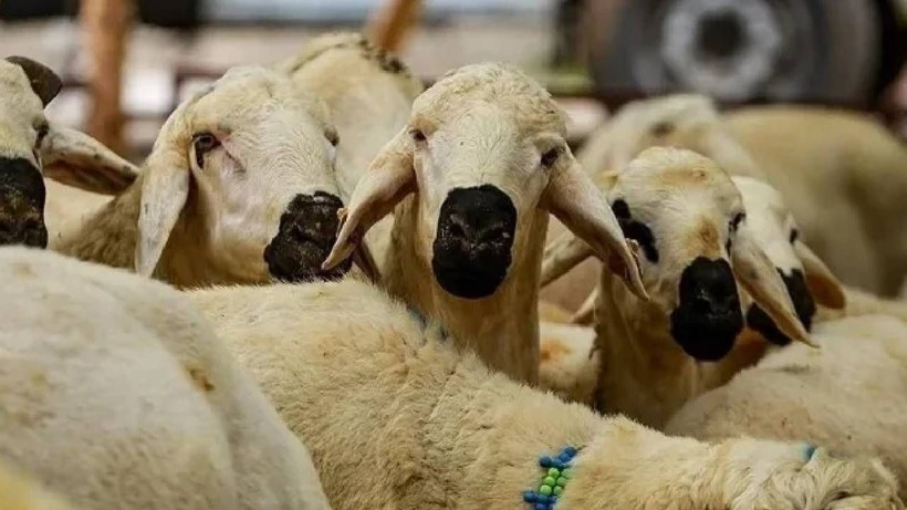 İyi Kurbanlık Nasıl Seçilir? Hayvanın Etli mi Yoksa Yağlı mı Olduğu Böyle Belli Oluyor - Resim: 5