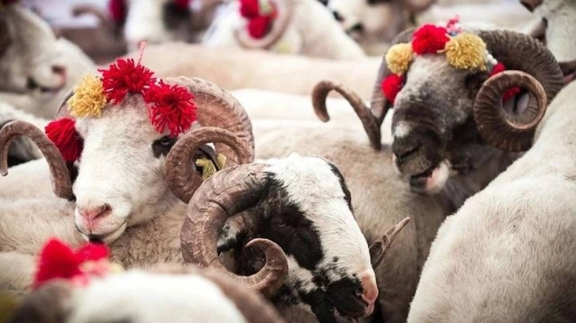 İyi Kurbanlık Nasıl Seçilir? Hayvanın Etli mi Yoksa Yağlı mı Olduğu Böyle Belli Oluyor - Resim: 6