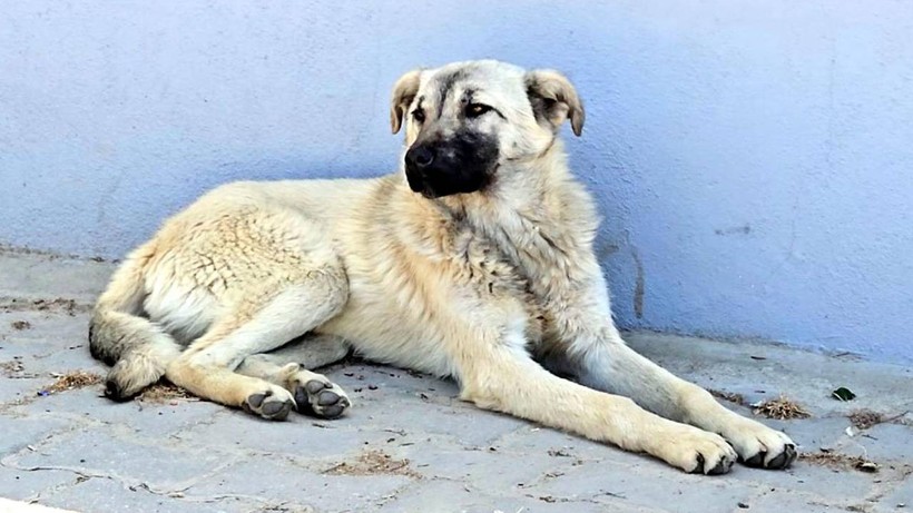 Edirne'de Köpeğe Bastonlu Şiddet: Kapıyı Kapattı, Dakikalarca Vurdu - Resim : 1