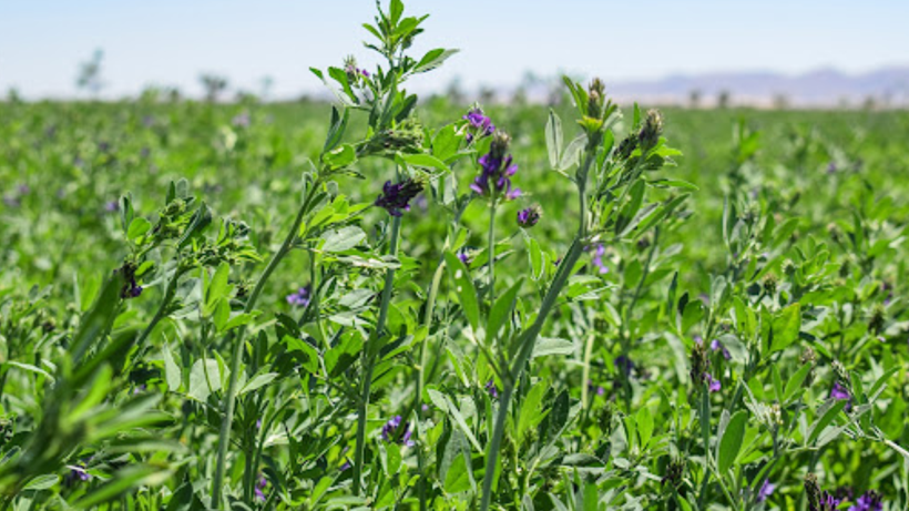 15 Yıl Boyunca Yılda 4 Kez Hasat Ediliyor, Eken Köşeyi Dönüyor! - Resim: 3