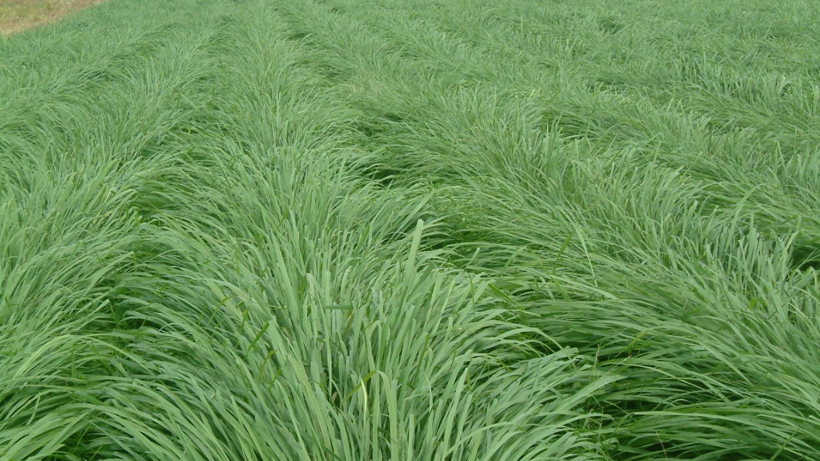 15 Yıl Boyunca Yılda 4 Kez Hasat Ediliyor, Eken Köşeyi Dönüyor! - Resim: 1