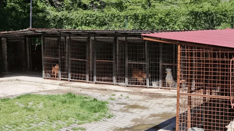 Barınaktaki Köpek Öldürüldü, Hayvanseverler Ayakta - Resim : 1