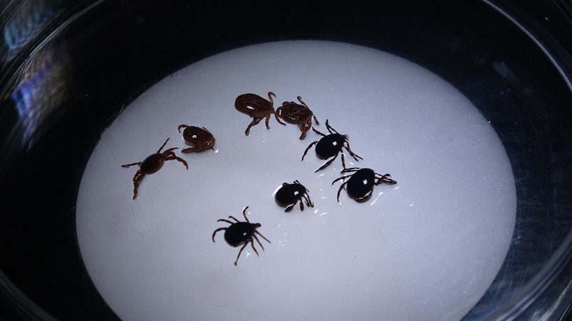7 İlde Ölümcül Alarm! Kabus Geri Döndü… Fark Edilmesi Çok Zor - Resim : 1