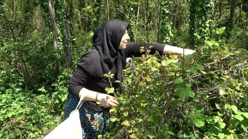 Yeşil Altın Olarak Biliniyor: Dağlardan Toplanıp Kilosu 250 Liraya Satılıyor! Hasat Zamanını Davul Zurnayla Karşılıyorlar - Resim: 1
