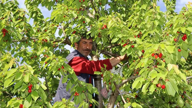Erzurum'da Yılın İlk Hasadı Beklenenden Erken Oldu! Ağaçlar Dolup Taştı - Resim: 2