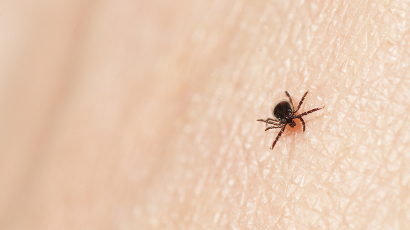 Yaz Mevsimiyle Birlikte Kene Tehlikesi Yeniden Gündeme Geldi: Nelere Dikkat Edilmeli? - Resim: 6