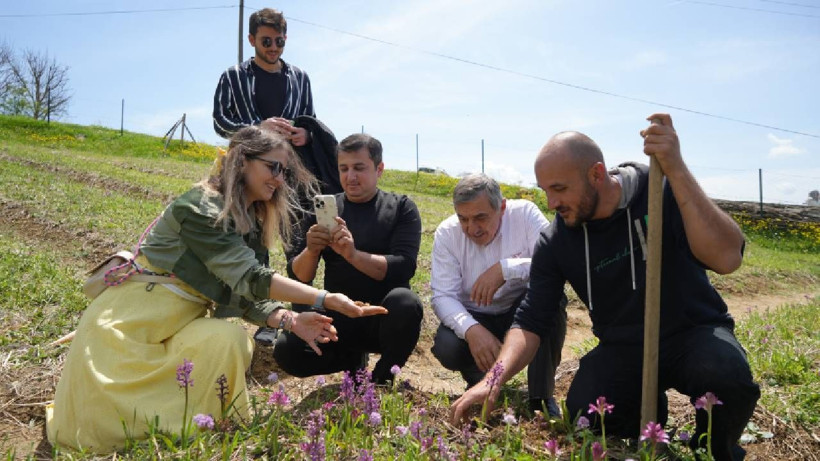 Hasat Eden Köşeyi Dönüyor: Topraktaki Altın Olarak Biliniyor, Kilosu 3 Bin TL'ye Satılıyor - Resim: 4