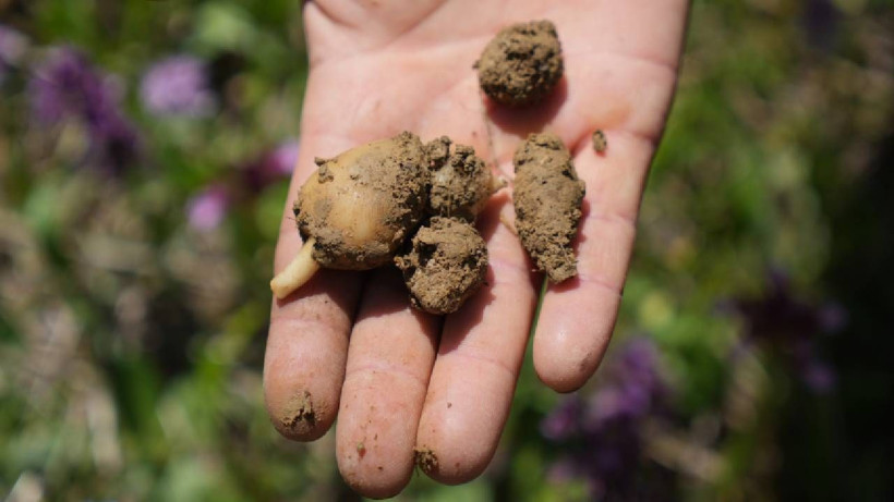 Hasat Eden Köşeyi Dönüyor: Topraktaki Altın Olarak Biliniyor, Kilosu 3 Bin TL'ye Satılıyor - Resim: 5